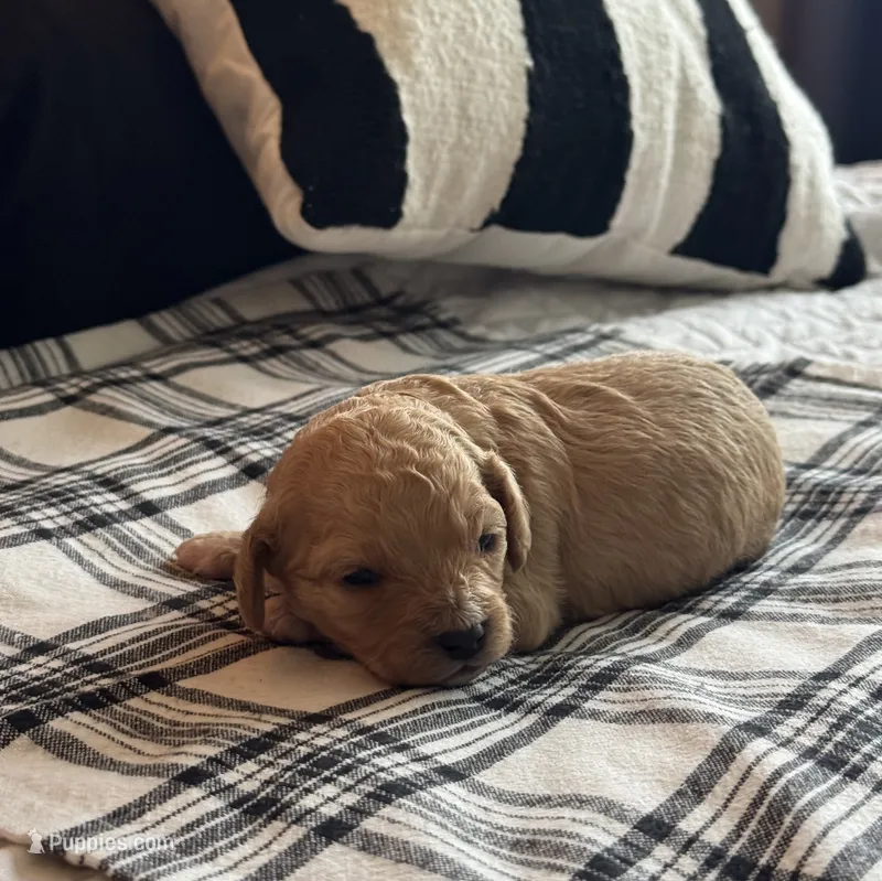 Penny  – Cavapoo puppy for sale in Hiddenite, NC