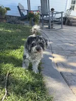 Penny , a female Cavapoo for sale in Hiddenite, NC – 3 of 6