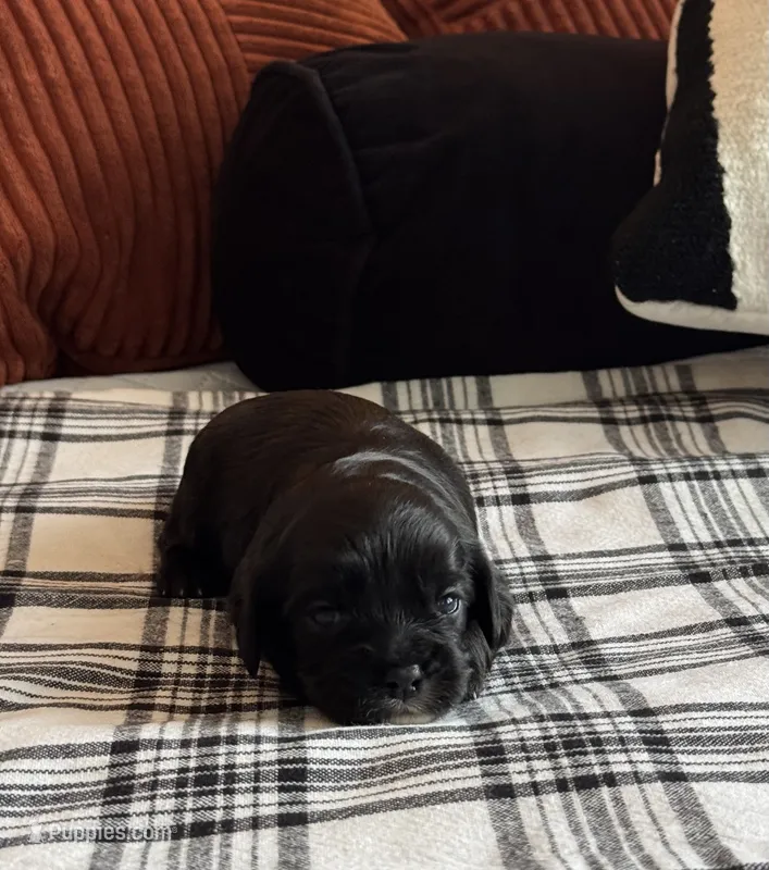 Kona  – Cavapoo puppy for sale in Hiddenite, NC