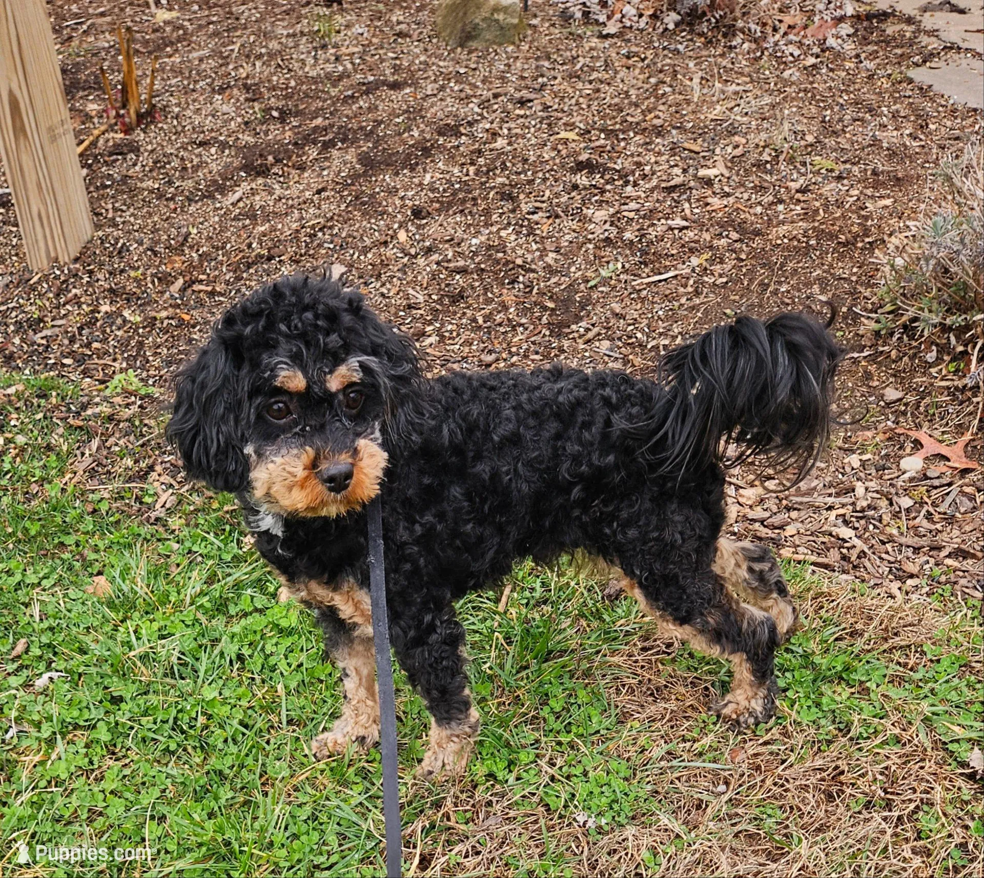 Luna, a female Cavapoo and Cavachon for sale in Hiddenite, NC – Photo 7 of 7