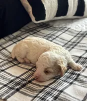 Teddy , a male Cavapoo for sale in Hiddenite, NC – 6 of 8