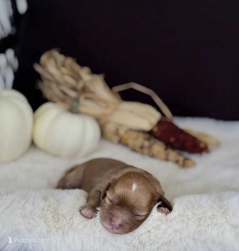 Stella  – Cavapoo puppy for sale in Hiddenite, NC