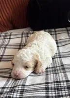 Teddy , a male Cavapoo for sale in Hiddenite, NC – 2 of 8