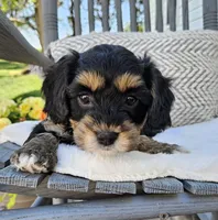 Luna, a female Cavapoo and Cavachon for sale in Hiddenite, NC – Photo 5 of 7