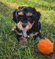 Luna, a female Cavapoo and Cavachon for sale in Hiddenite, NC – Photo 2 of 7