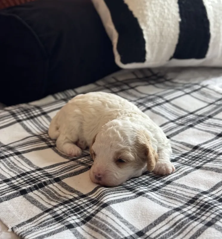 Teddy  – Cavapoo puppy for sale in Hiddenite, NC