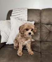 Penny , a female Cavapoo for sale in Hiddenite, NC – 6 of 6