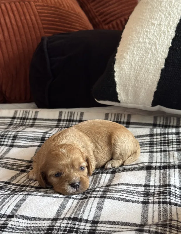 Stella  – Cavapoo puppy for sale in Hiddenite, NC