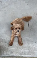 Penny , a female Cavapoo for sale in Hiddenite, NC – 5 of 6