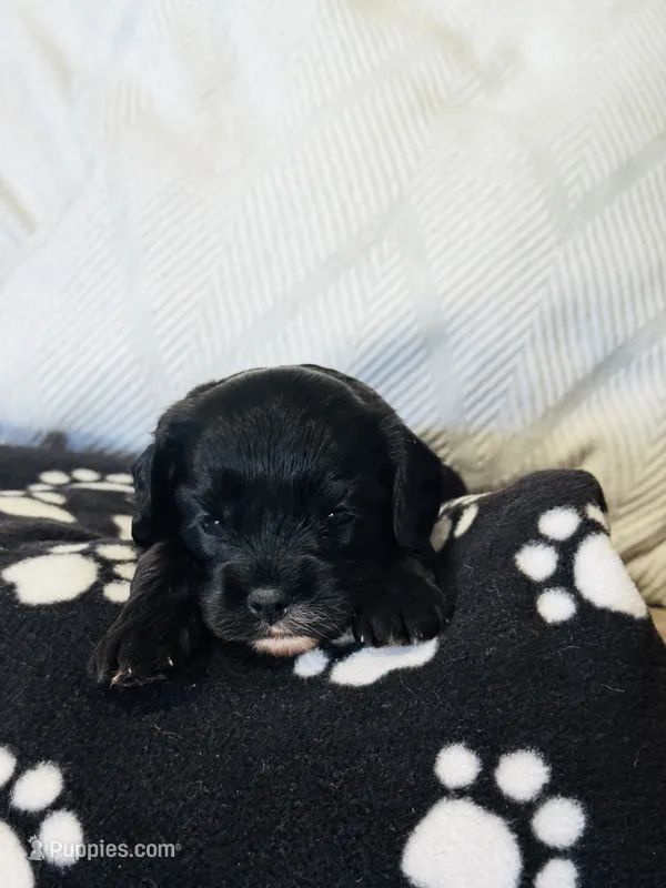 Kona  – Cavapoo puppy for sale in Hiddenite, NC