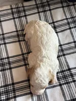Teddy , a male Cavapoo for sale in Hiddenite, NC – 4 of 8