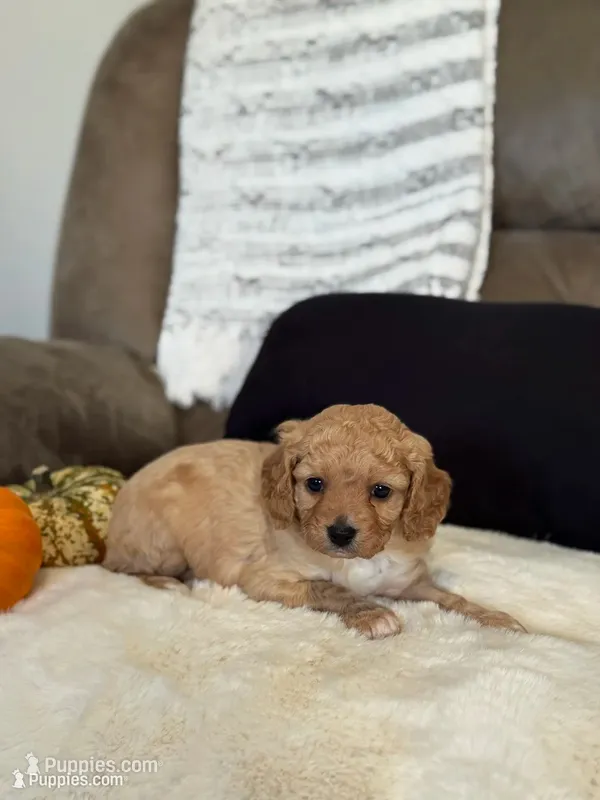 Penny  – Cavapoo puppy for sale in Hiddenite, NC