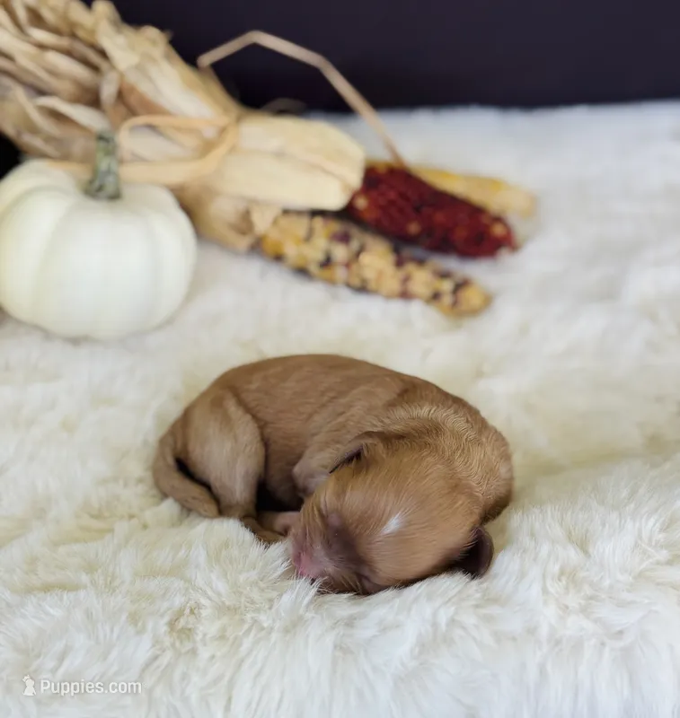 Stella  – Cavapoo puppy for sale in Hiddenite, NC
