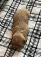Stella - SOLD , a female Cavapoo for sale in Hiddenite, NC – 4 of 9