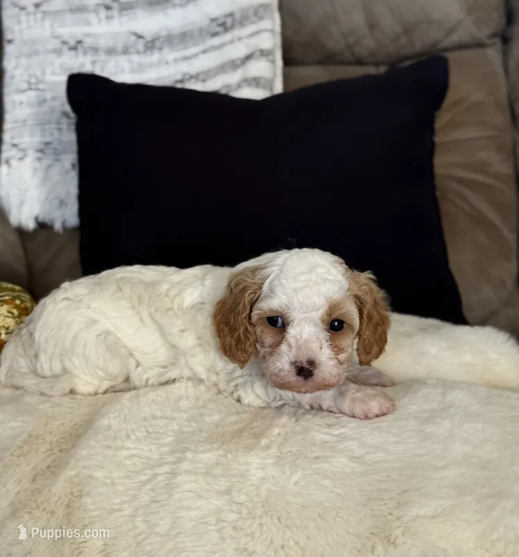 Teddy  – Cavapoo puppy for sale in Hiddenite, NC