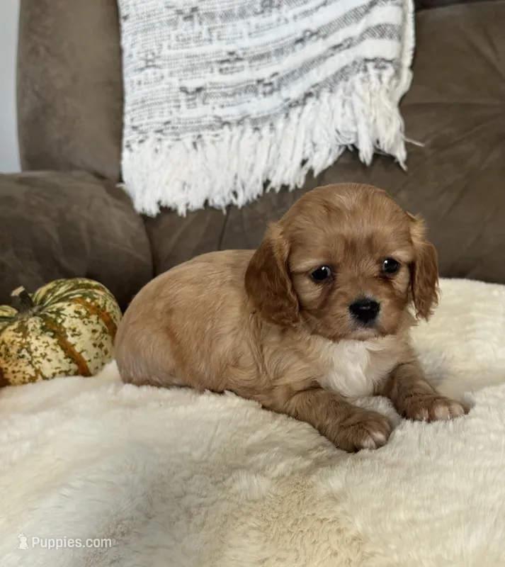 Stella  – Cavapoo puppy for sale in Hiddenite, NC