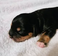 Luna, a female Cavapoo and Cavachon for sale in Hiddenite, NC – Photo 4 of 8