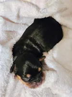 Luna, a female Cavapoo and Cavachon for sale in Hiddenite, NC – Photo 3 of 8