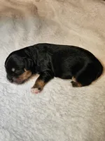 Luna, a female Cavapoo and Cavachon for sale in Hiddenite, NC – Photo 6 of 8