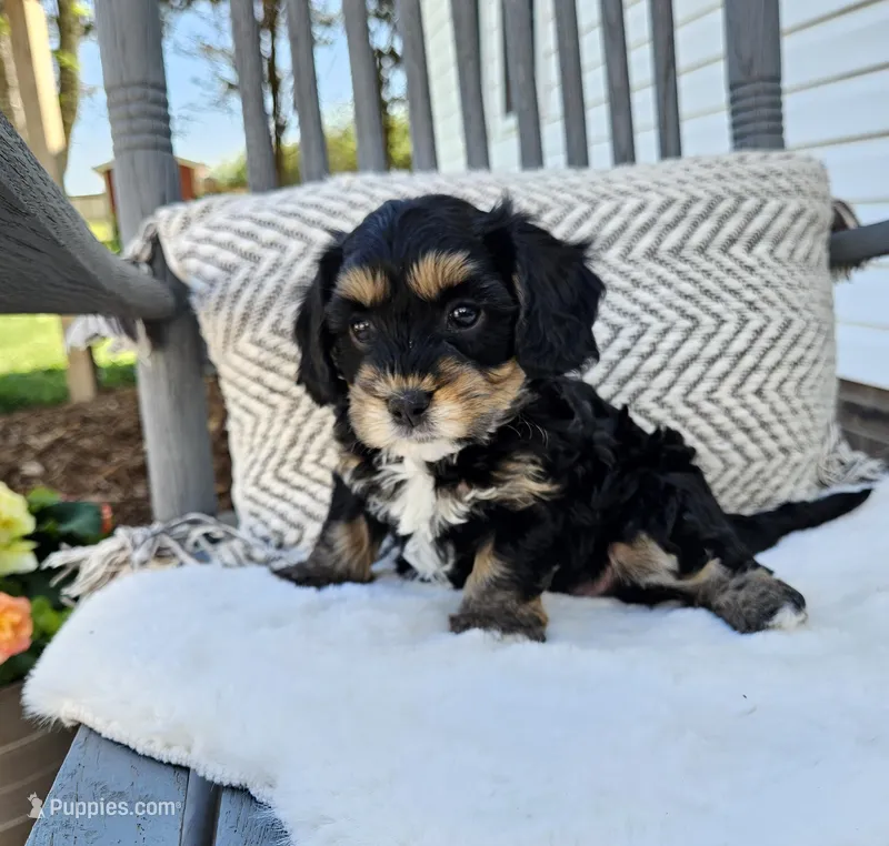 Luna – Cavapoo, Cavachon puppy for sale in Hiddenite, NC