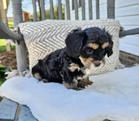 Luna, a female Cavapoo and Cavachon for sale in Hiddenite, NC – Photo 2 of 7