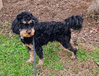 Luna, a female Cavapoo and Cavachon for sale in Hiddenite, NC – Photo 7 of 7