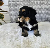 Luna, a female Cavapoo and Cavachon for sale in Hiddenite, NC – Photo 6 of 7