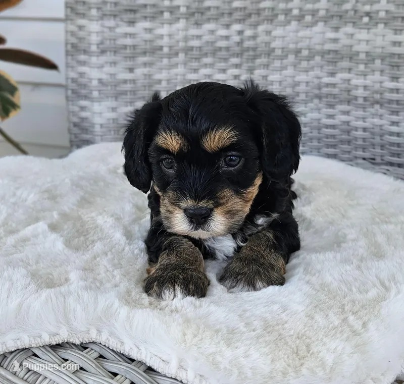 Luna – Cavapoo, Cavachon puppy for sale in Hiddenite, NC