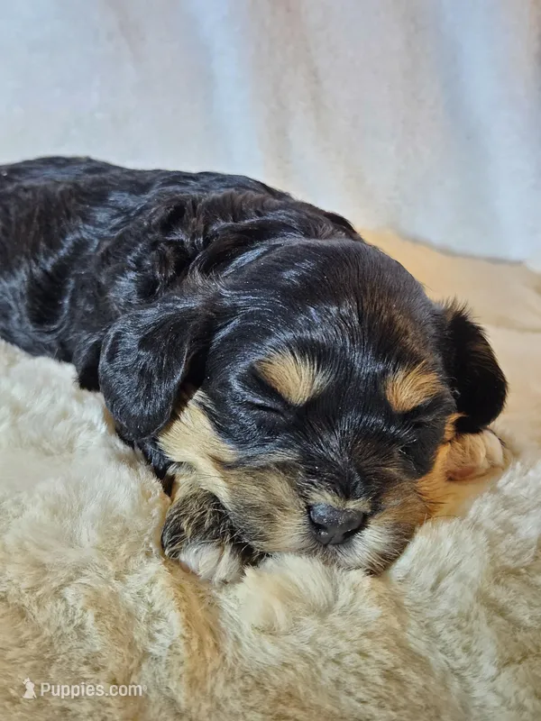 Luna – Cavapoo, Cavachon puppy for sale in Hiddenite, NC