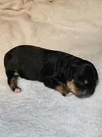 Luna, a female Cavapoo and Cavachon for sale in Hiddenite, NC – Photo 5 of 8