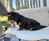 Luna, a female Cavapoo and Cavachon for sale in Hiddenite, NC – Photo 4 of 7