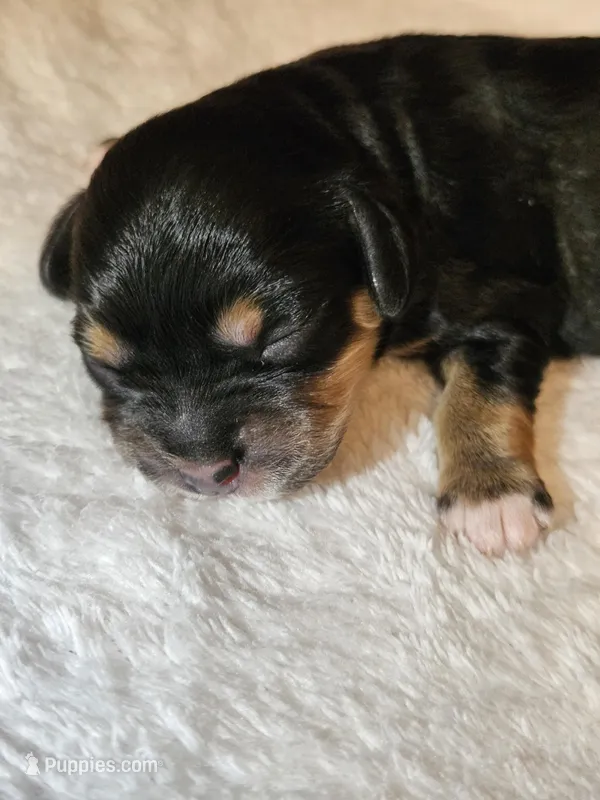 Luna, a female Cavapoo and Cavachon for sale in Hiddenite, NC – Photo 1 of 8