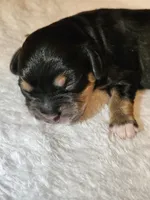 Luna, a female Cavapoo and Cavachon for sale in Hiddenite, NC – Photo 1 of 8