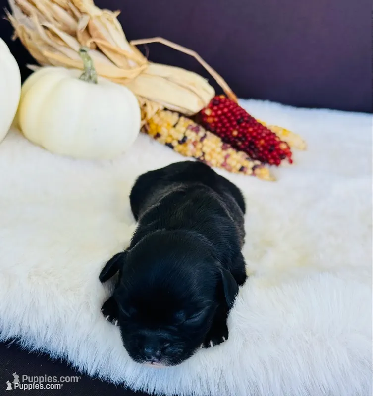 Kona  – Cavapoo puppy for sale in Hiddenite, NC