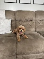 Stella , a female Cavapoo for sale in Hiddenite, NC – 7 of 7