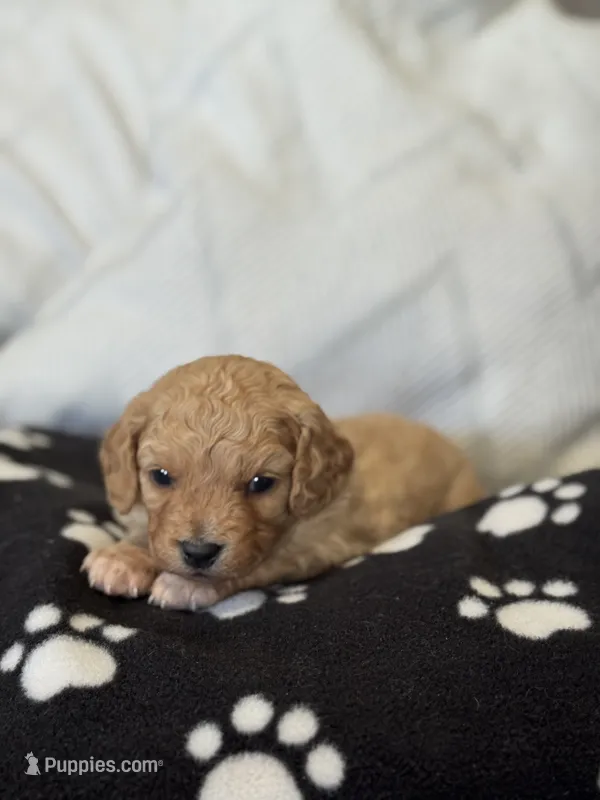 Penny  – Cavapoo puppy for sale in Hiddenite, NC