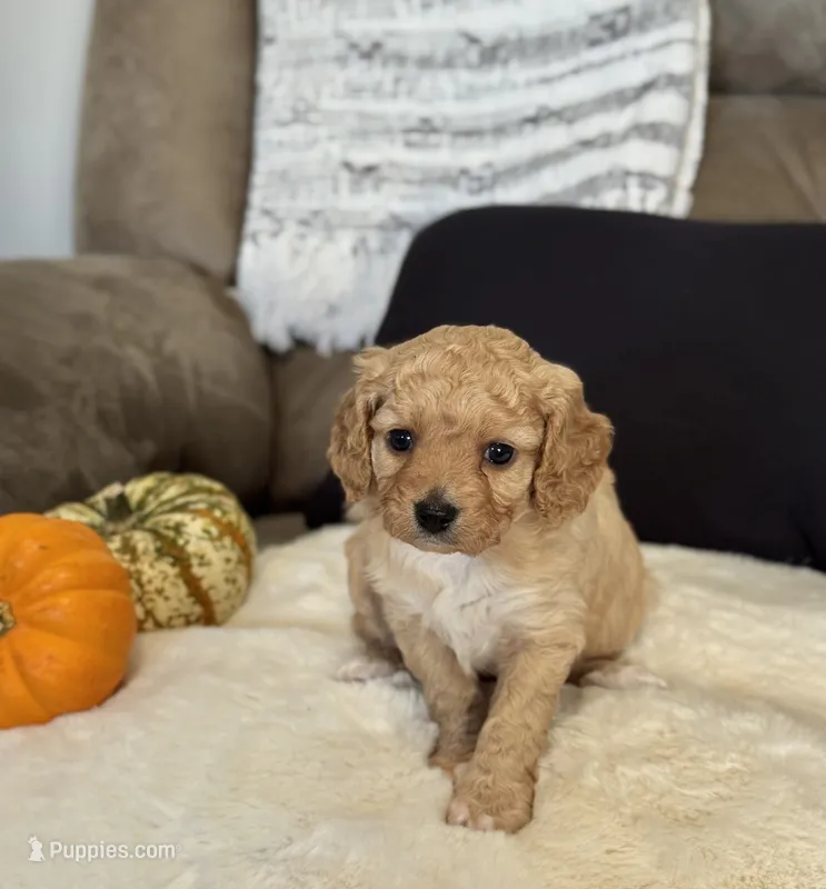 Penny  – Cavapoo puppy for sale in Hiddenite, NC