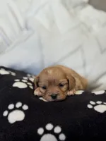 Stella - SOLD , a female Cavapoo for sale in Hiddenite, NC – 5 of 9