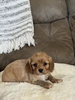 Stella - SOLD , a female Cavapoo for sale in Hiddenite, NC – 3 of 9