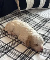 Teddy , a male Cavapoo for sale in Hiddenite, NC – 3 of 8