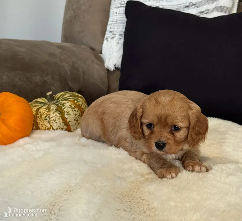 Stella - SOLD , a female Cavapoo for sale in Hiddenite, NC – 1 of 9