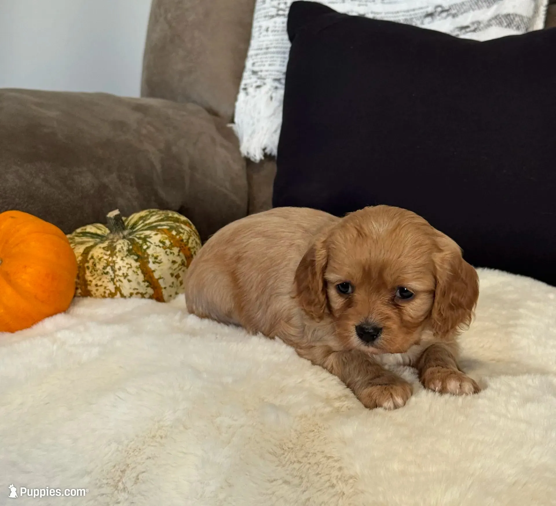 Stella - SOLD , a female Cavapoo for sale in Hiddenite, NC – 1 of 9