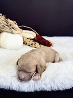 Penny , a female Cavapoo for sale in Hiddenite, NC – 2 of 6