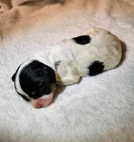 Lucy, a female Cavapoo and Cavachon for sale in Hiddenite, NC – Photo 4 of 8