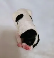 Lucy, a female Cavapoo and Cavachon for sale in Hiddenite, NC – Photo 2 of 8