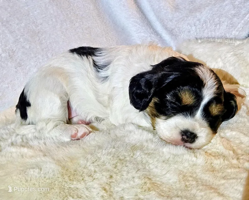 Lucy – Cavapoo, Cavachon puppy for sale in Hiddenite, NC