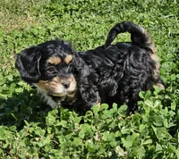 Luna, a female Cavapoo and Cavachon for sale in Hiddenite, NC – Photo 6 of 7