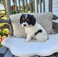 Lucy, a female Cavapoo and Cavachon for sale in Hiddenite, NC – Photo 5 of 6