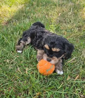 Luna, a female Cavapoo and Cavachon for sale in Hiddenite, NC – Photo 4 of 7