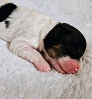Lucy, a female Cavapoo and Cavachon for sale in Hiddenite, NC – Photo 3 of 8